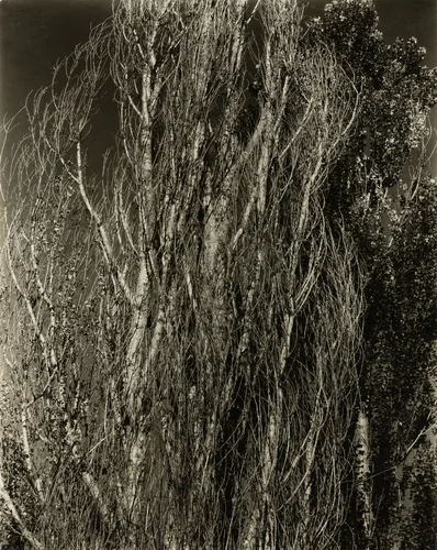 Poplars—Lake George by Alfred Stieglitz, photograph, 1932