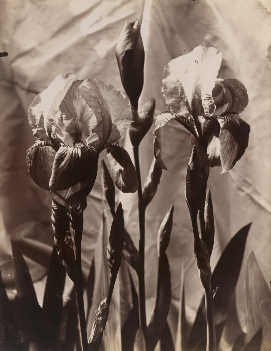 Iris by Eugène Atget, photograph, 1895