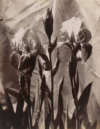 Iris by Eugène Atget, photograph, 1895