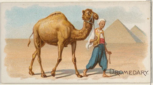 Dromedary, from the Quadrupeds series (N21) for Allen & Ginter Cigarettes by Allen & Ginter, print, 1890