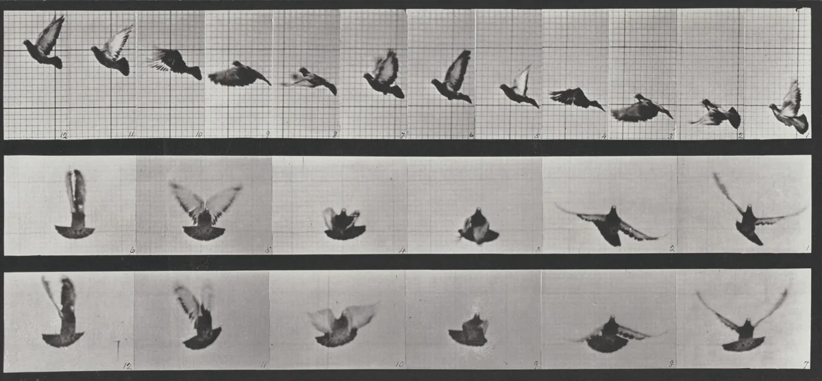 Plate Number 755. Pigeon flying by Eadweard Muybridge, photograph, 1887