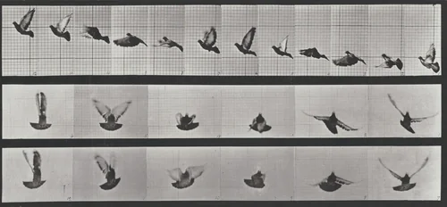 Plate Number 755. Pigeon flying by Eadweard Muybridge, photograph, 1887
