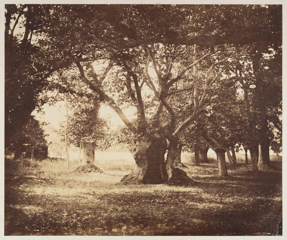 Hollow Oak Tree, Fontainebleau by Gustave Le Gray, photograph, 1855-1857