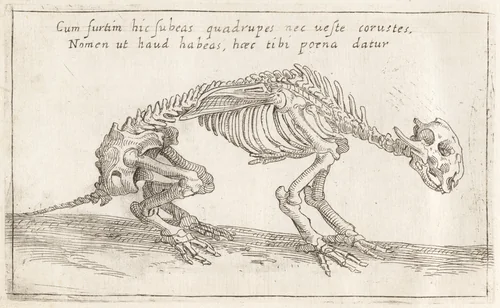 Skeleton of a Quadruped by Teodoro Filippo di Liagno, print, 1620-1621