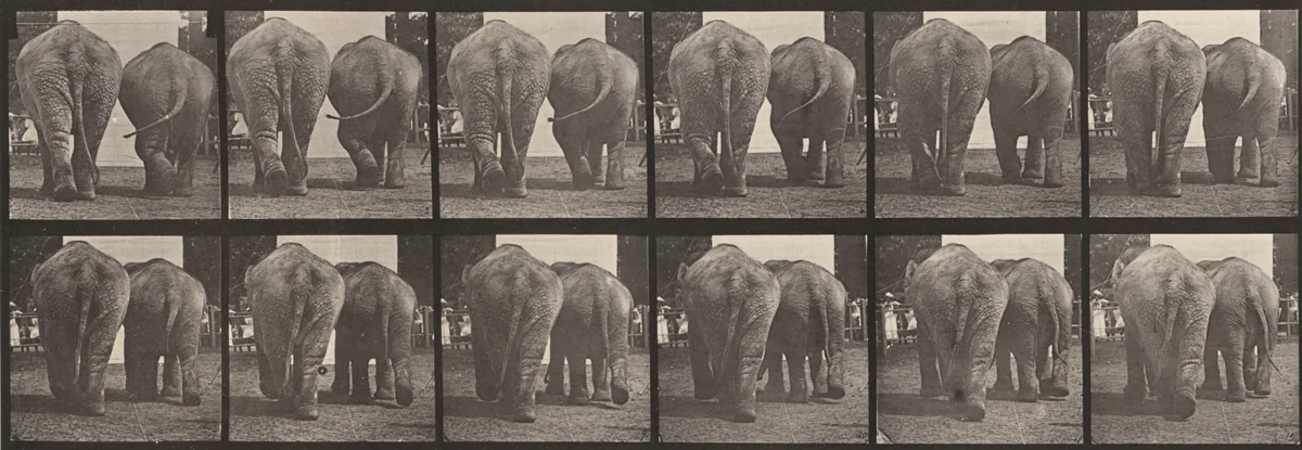 Plate Number 735. Two elephants walking by Eadweard Muybridge, photograph, 1887