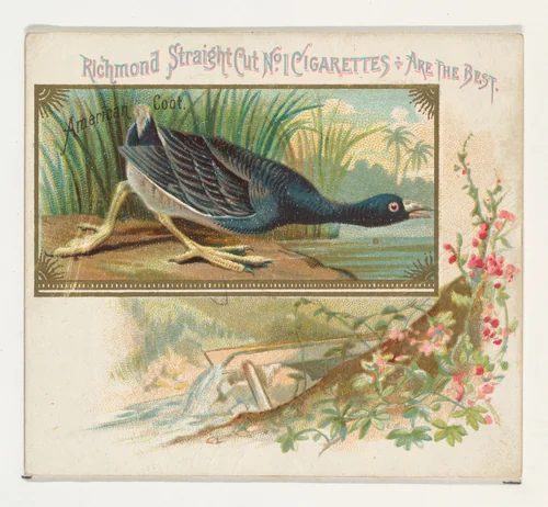 American Coot, from the Game Birds series (N40) for Allen & Ginter Cigarettes by Allen & Ginter, print, 1888-1890