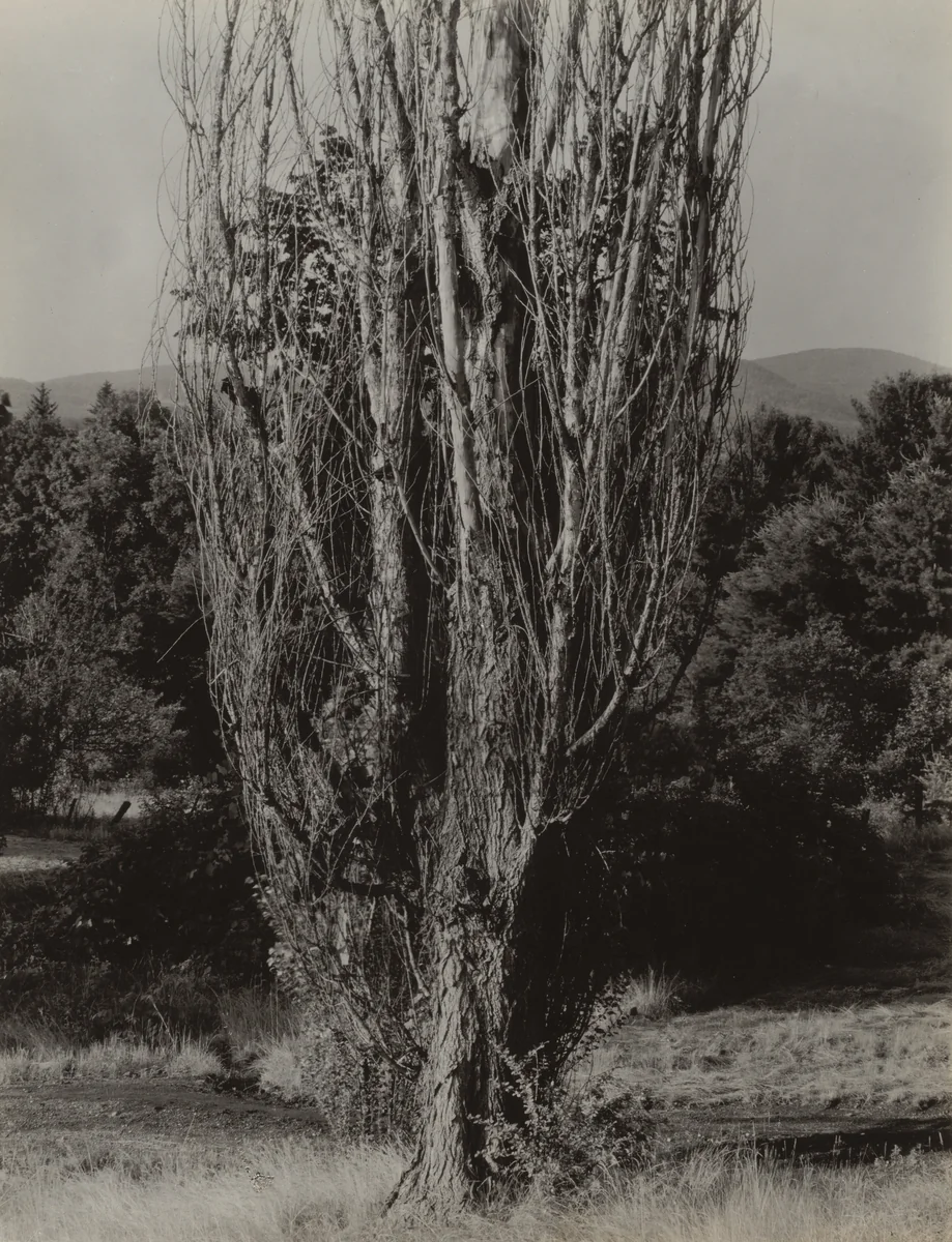 Poplars—Lake George by Alfred Stieglitz, photograph, 1936