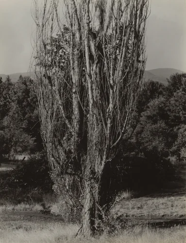Poplars—Lake George by Alfred Stieglitz, photograph, 1936