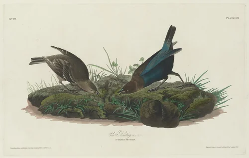 Cow Bunting by Robert Havell, Jr.; John James Audubon, print, 1830