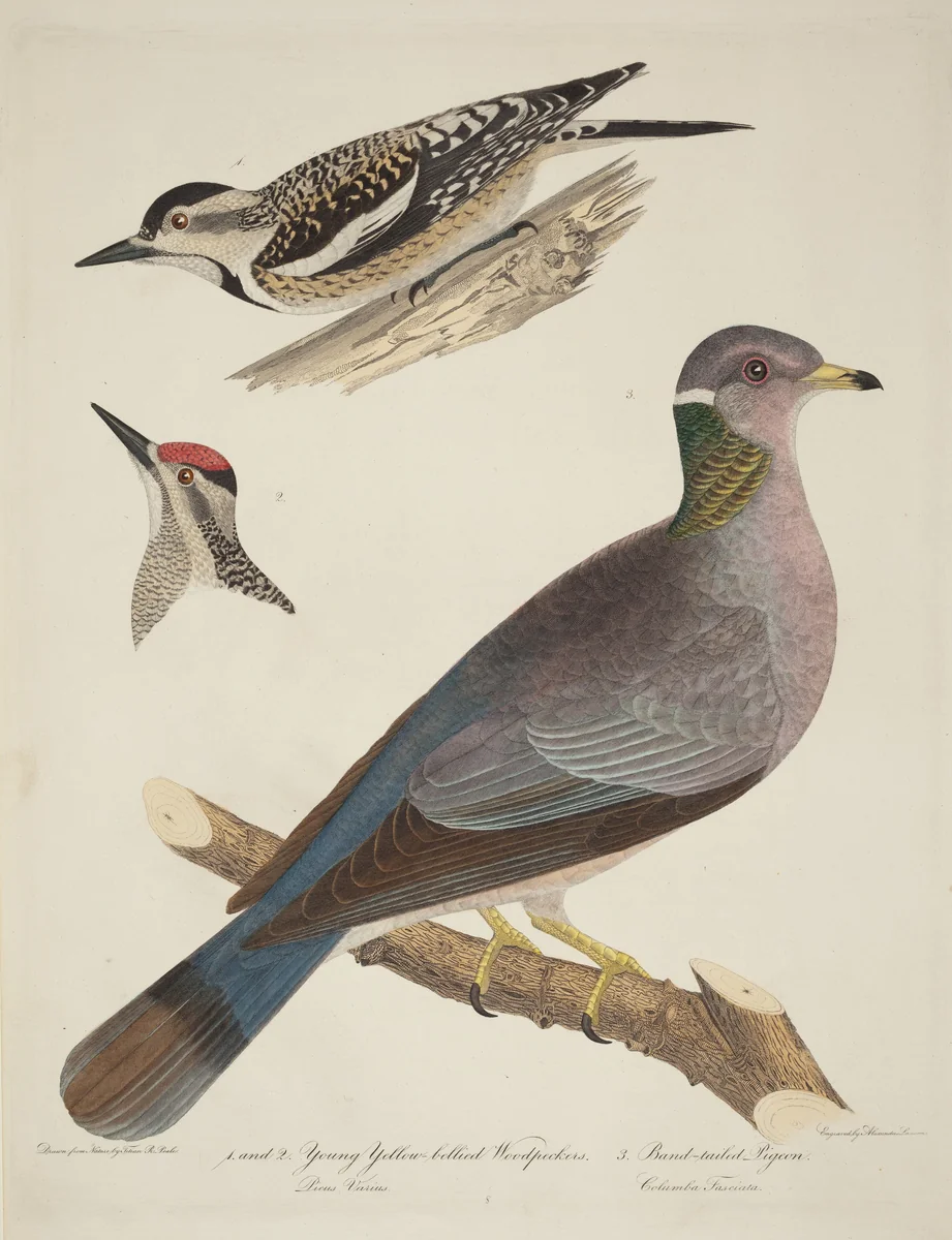 Young Yellow-bellied Woodpeckers and Band-tailed Pigeon by Titian Ramsay Peale, print, 1773-1846