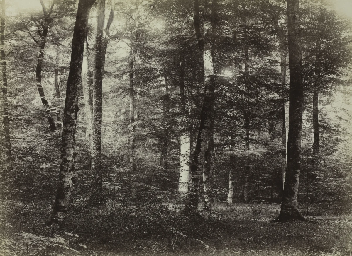 Untitled (The Forest of Fontainebleau) by Constant Alexandre Famin, photograph, 1869-1879