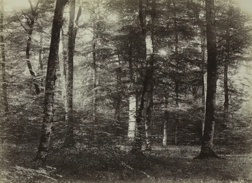 Untitled (The Forest of Fontainebleau) by Constant Alexandre Famin, photograph, 1869-1879