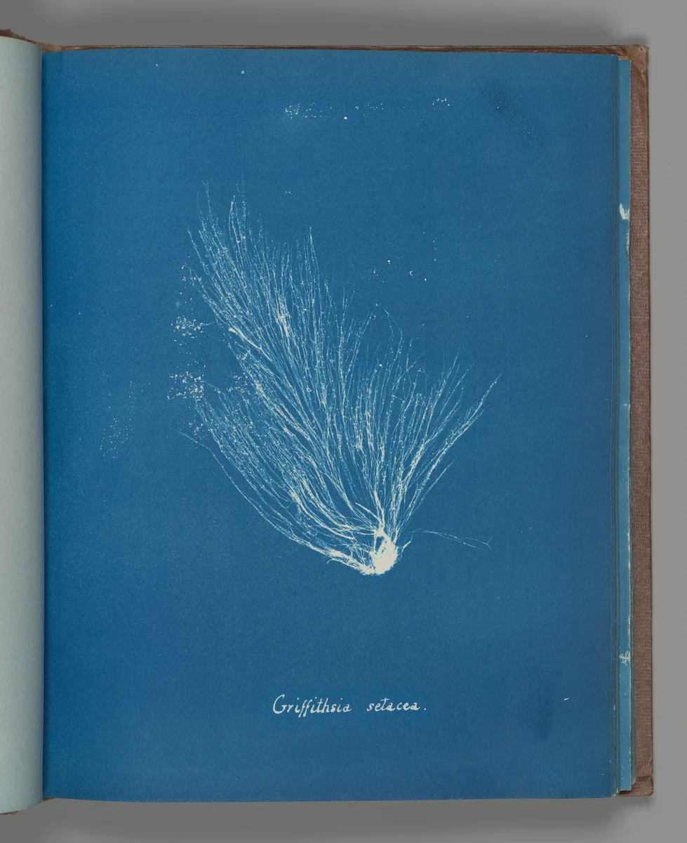 Griffithsia setacea by Anna Atkins, photograph, 1851-1855