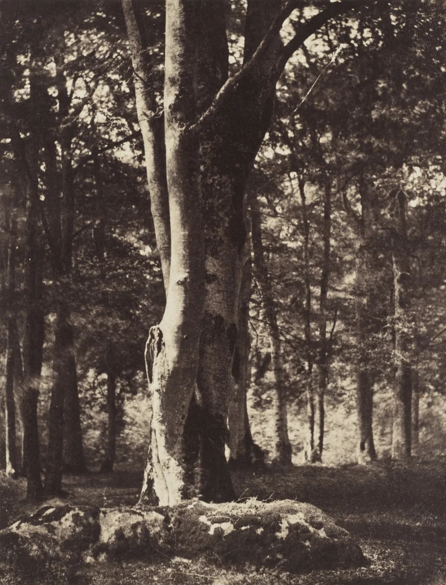 Forest of Fontainebleau by Gustave Le Gray, photograph, 1856