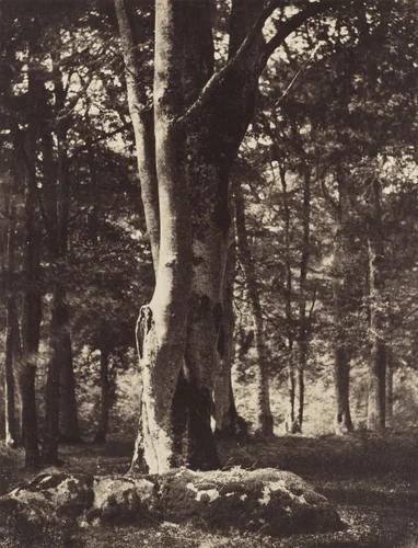Forest of Fontainebleau by Gustave Le Gray, photograph, 1856