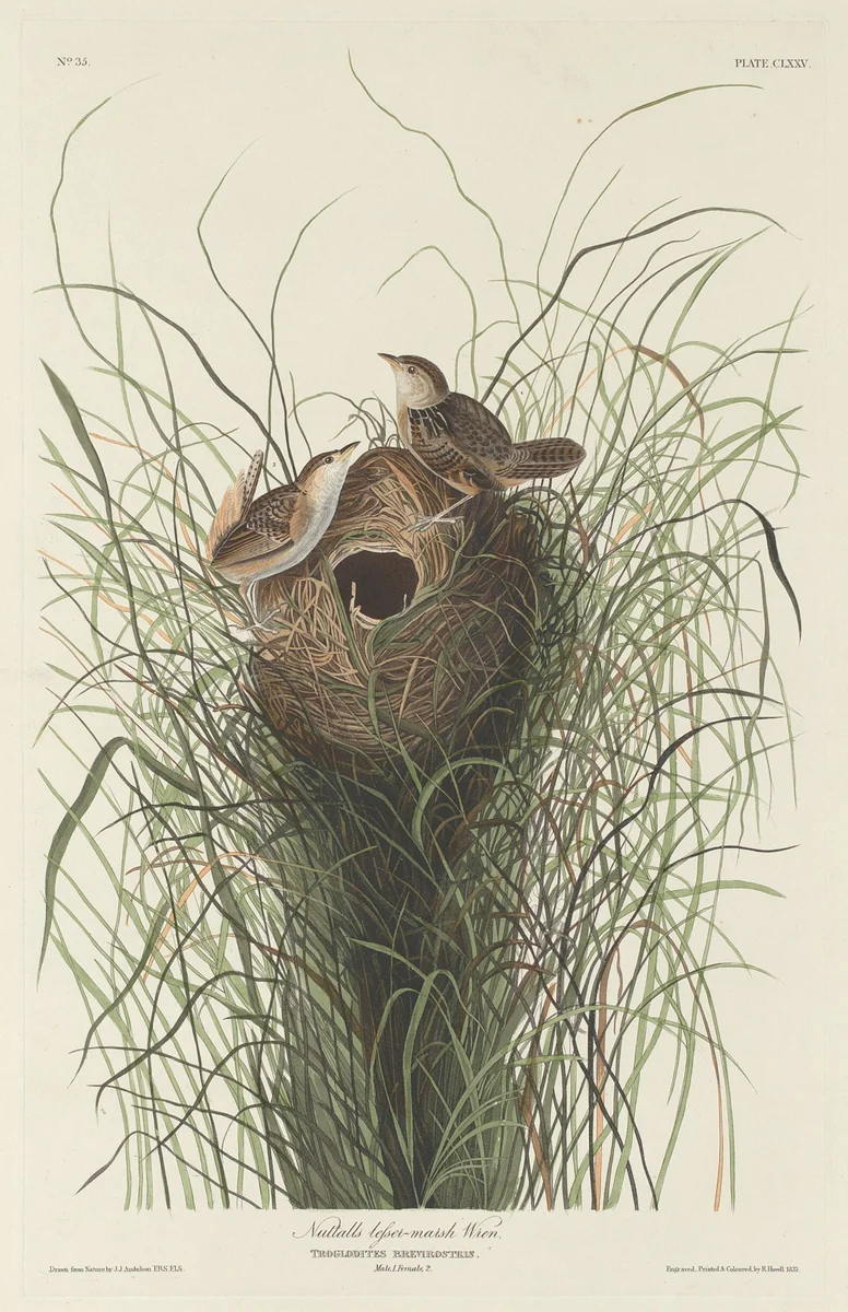 Nuttall's Lesser Marsh Wren by Robert Havell, Jr.; John James Audubon, print, 1833
