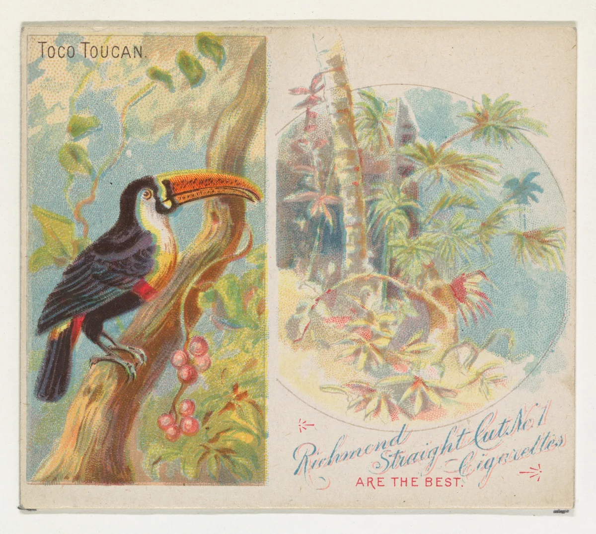 Toco Toucan, from Birds of the Tropics series (N38) for Allen & Ginter Cigarettes by Allen & Ginter, print, 1889