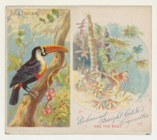 Toco Toucan, from Birds of the Tropics series (N38) for Allen & Ginter Cigarettes by Allen & Ginter, print, 1889