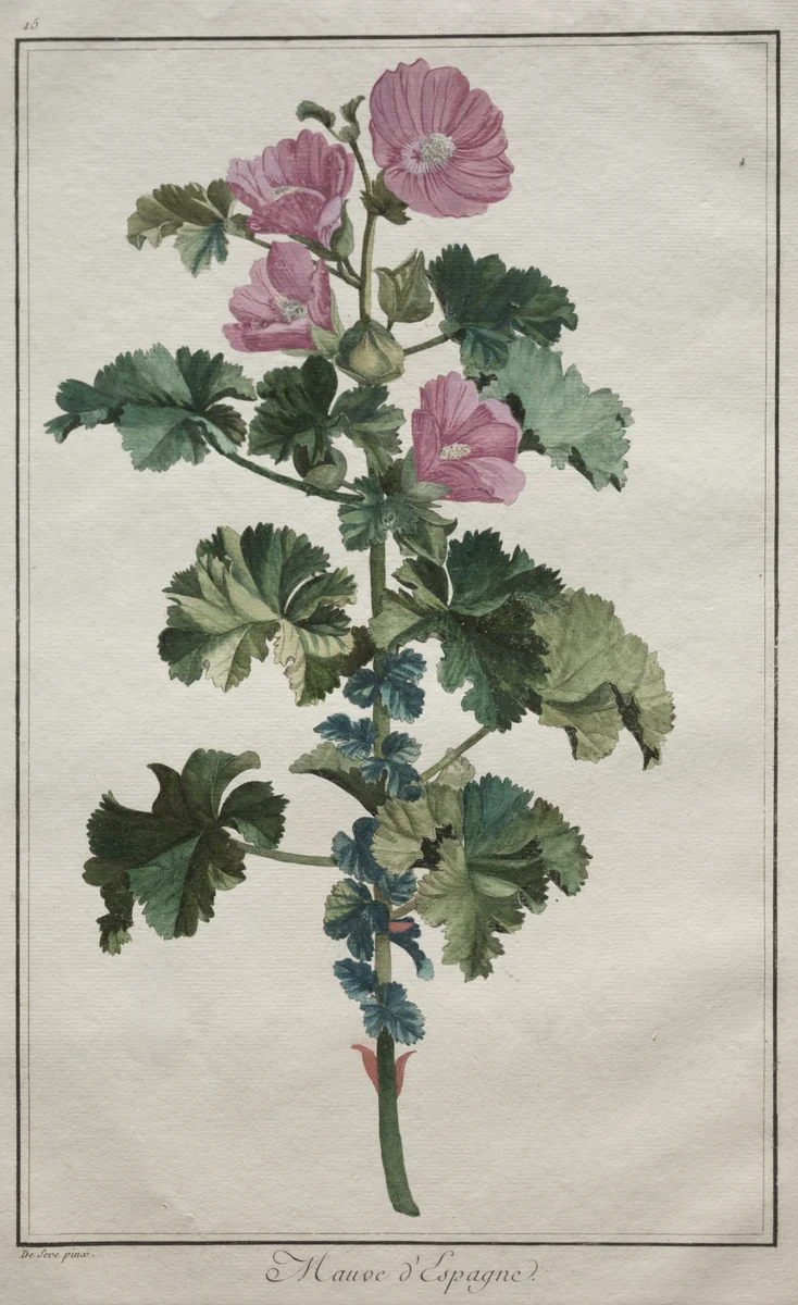 Recueil de vingtquatre plantes et fleurs: Mallow by de Seve, print, 1772-1775