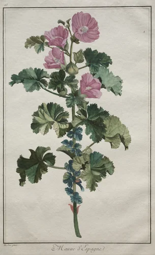 Recueil de vingtquatre plantes et fleurs: Mallow by de Seve, print, 1772-1775