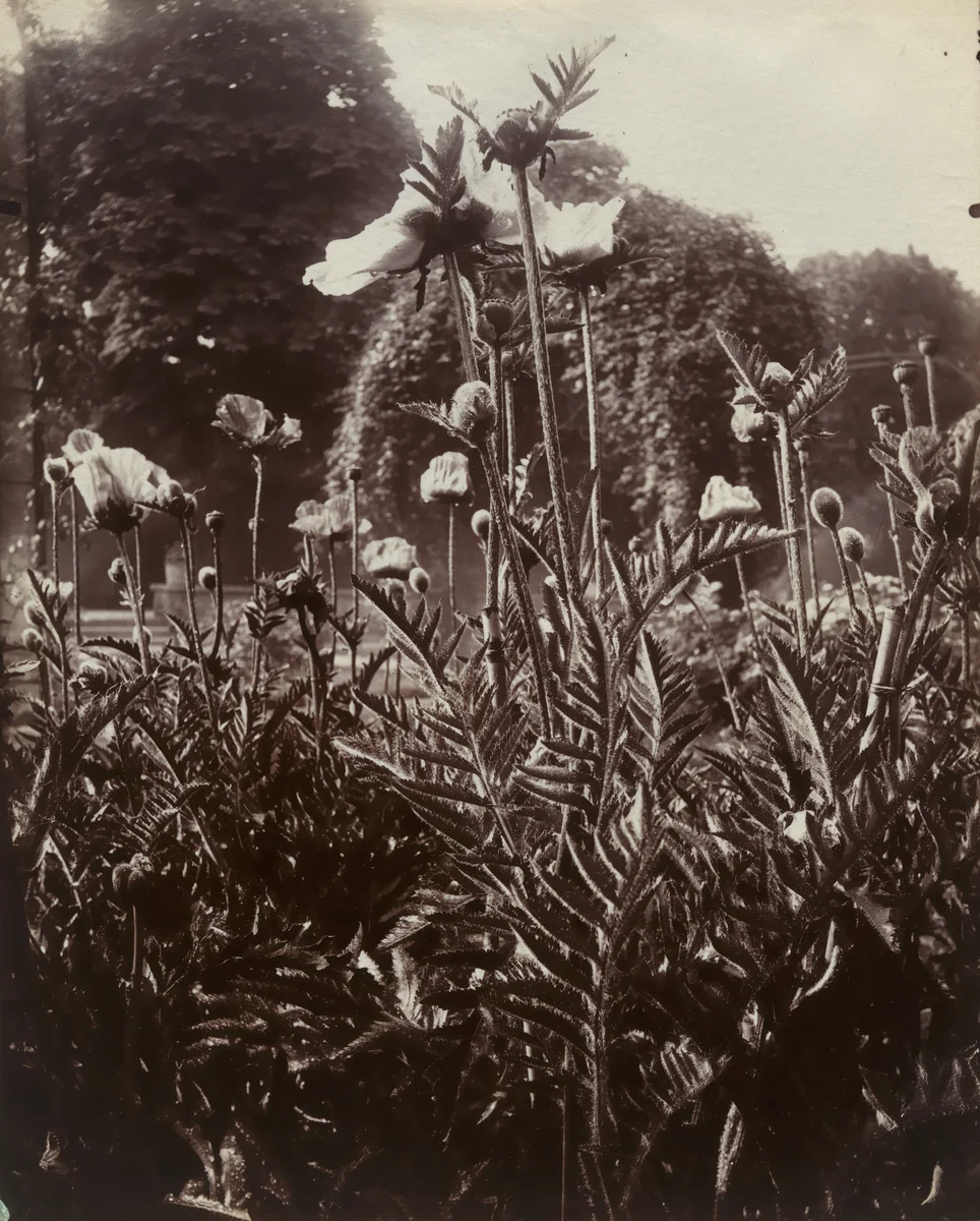 Pavot d'Orient by Eugène Atget, photograph, 1915