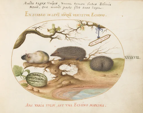 Plate 48: Guinea Pig and Hedgehogs with Melon and Cobnuts by Joris Hoefnagel, drawing, 1570-1599