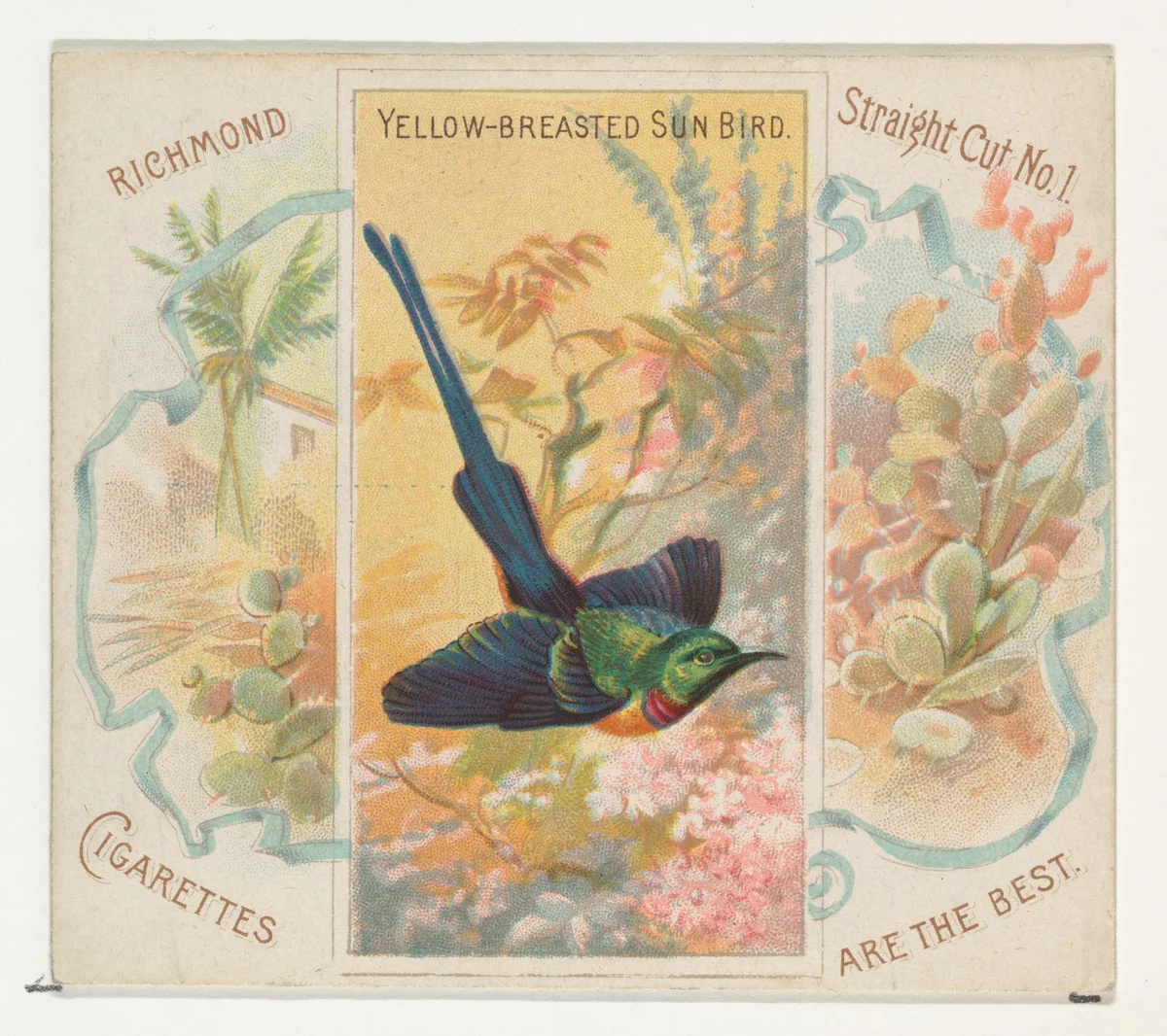 Yellow-Breasted Sun Bird, from Birds of the Tropics series (N38) for Allen & Ginter Cigarettes by Allen & Ginter, print, 1889