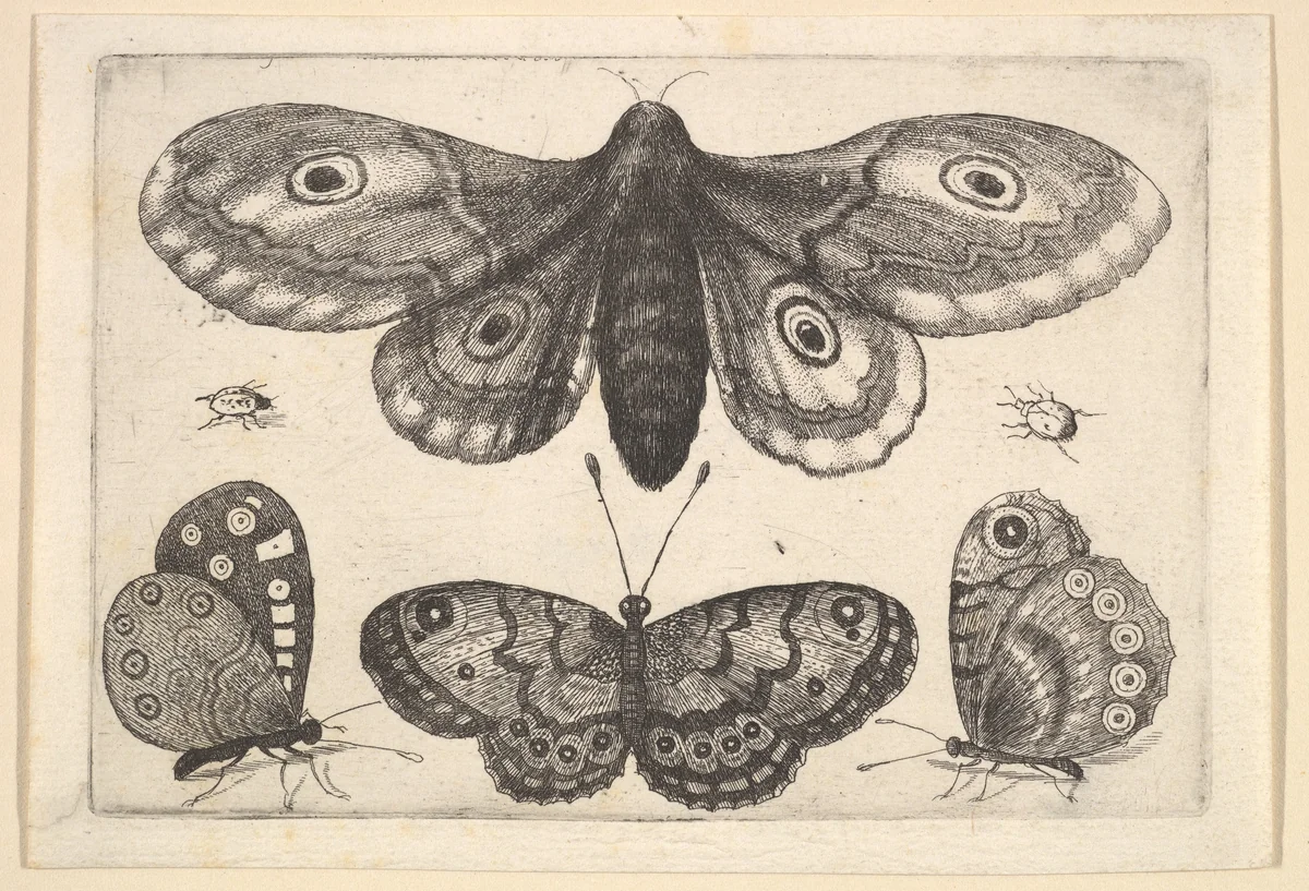 A moth, three butterflies and two beetles by Wenceslaus Hollar, print, 1646