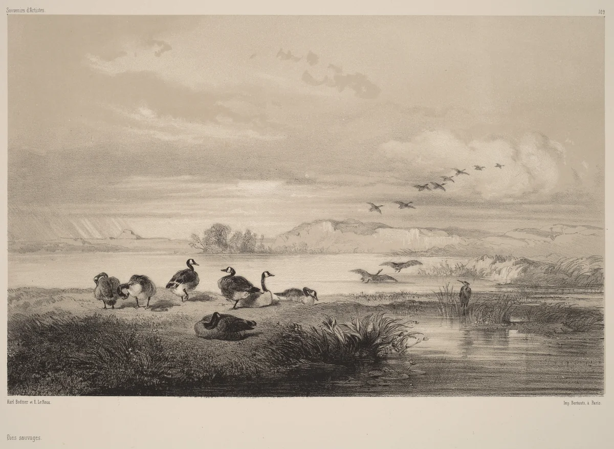 Oies sauvages by Karl Bodmer, print, 1809-1893