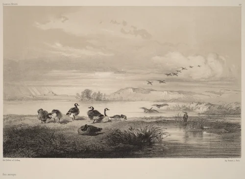 Oies sauvages by Karl Bodmer, print, 1809-1893
