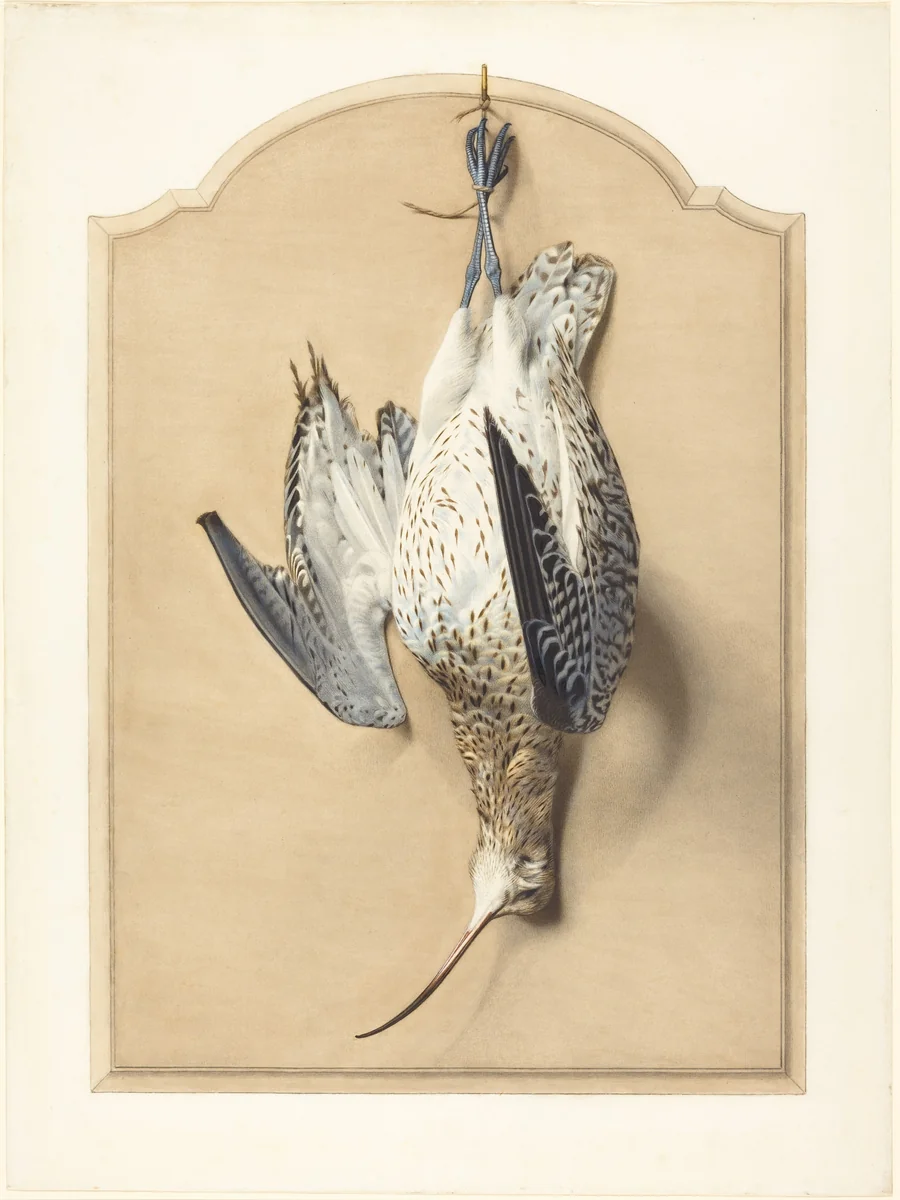 Trompe l'Oeil: A Curlew Hanging from a Nail by Édouard Traviès, drawing, 1850