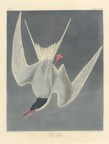 Great Tern by Robert Havell, Jr.; John James Audubon, print, 1836