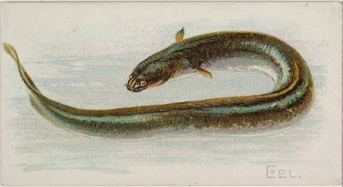 Eel, from the Fish from American Waters series (N8) for Allen & Ginter Cigarettes Brands by Allen & Ginter, print, 1889