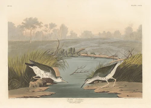 Spotted Sandpiper by Robert Havell, Jr.; John James Audubon, print, 1836