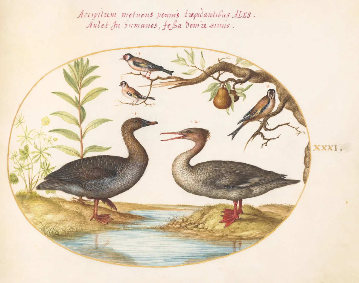 Plate 31: Duck, Merganser, and Three Goldfinches by Joris Hoefnagel, drawing, 1570-1599