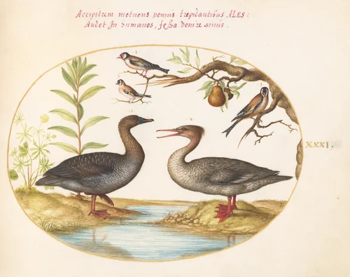 Plate 31: Duck, Merganser, and Three Goldfinches by Joris Hoefnagel, drawing, 1570-1599