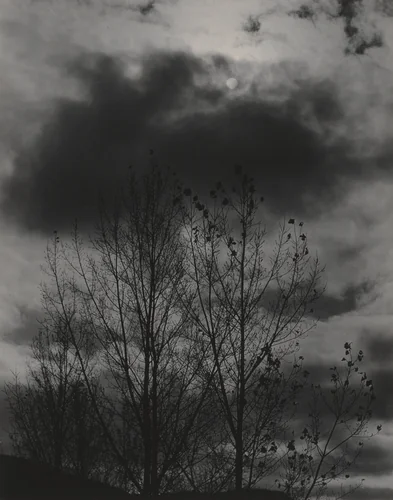 Trees by Alfred Stieglitz, photograph, 1924-1927