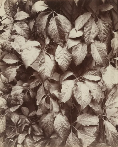 Vigne vierge by Eugène Atget, photograph
