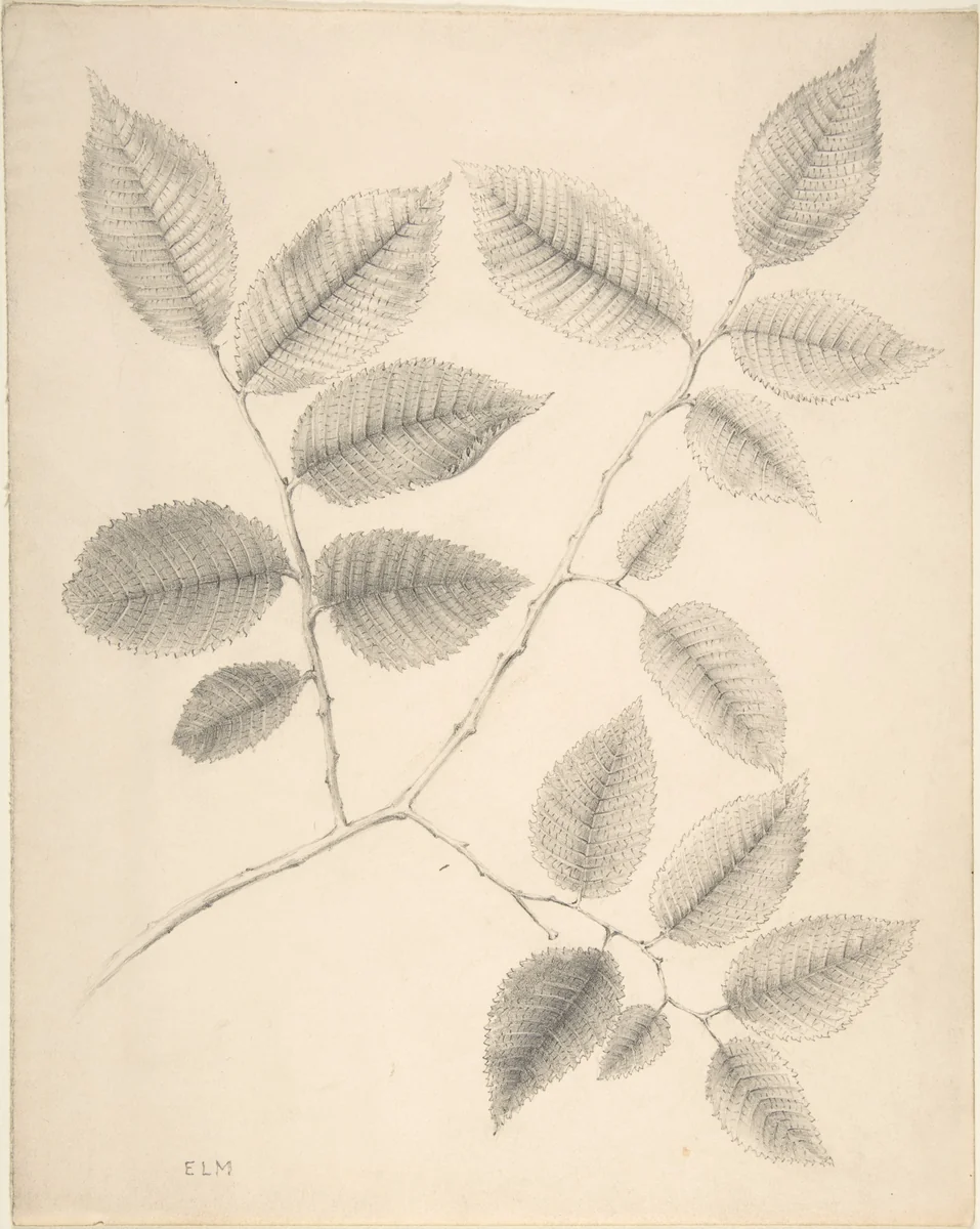Elm Leaves by anonymous, drawing, 1800-1900