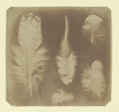 [Chicken Feathers] by Nevil Story Maskelyne, photograph, 1838-1842