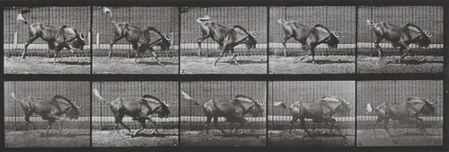 Plate Number 702. Gnu bucking and galloping by Eadweard Muybridge, photograph, 1887