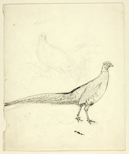 Two Sketches of Pheasant (recto); Sketch of Pheasants and Female Nude (verso) by Henry Stacy Marks, drawing, 1849-1898