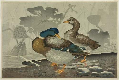A pair of ducks by a lotus pond by Kobayashi Kiyochika, print, 1879