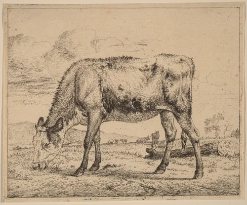 Grazing Calf by Adriaen van de Velde, print, 1657-1659
