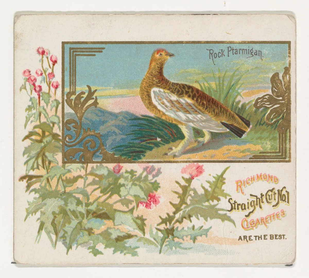 Rock Ptarmigan, from the Game Birds series (N40) for Allen & Ginter Cigarettes by Allen & Ginter, print, 1888-1890