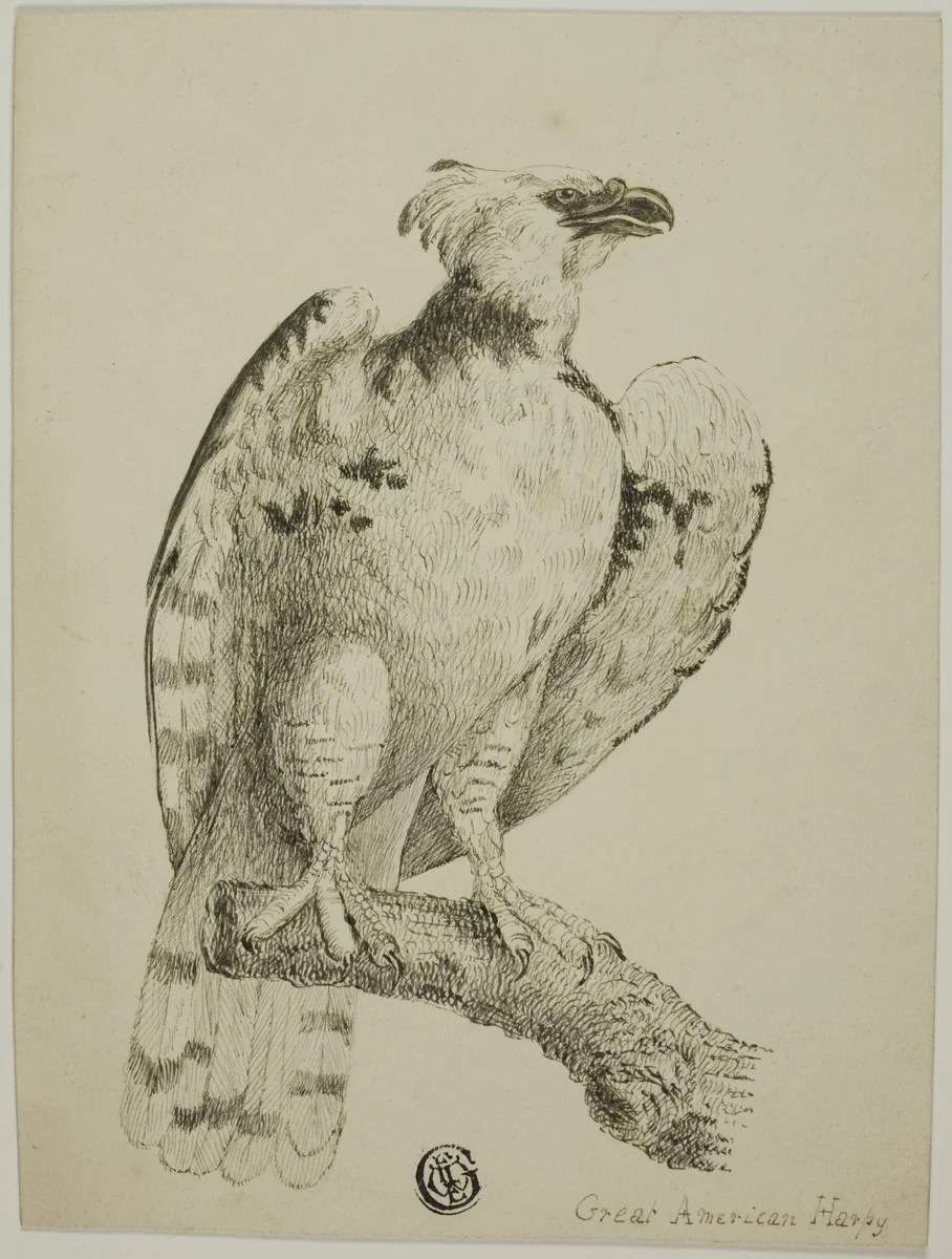 Great American Harpy by Unknown Artist, drawing, 1800-1899