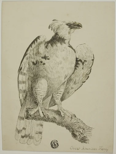Great American Harpy by Unknown Artist, drawing, 1800-1899