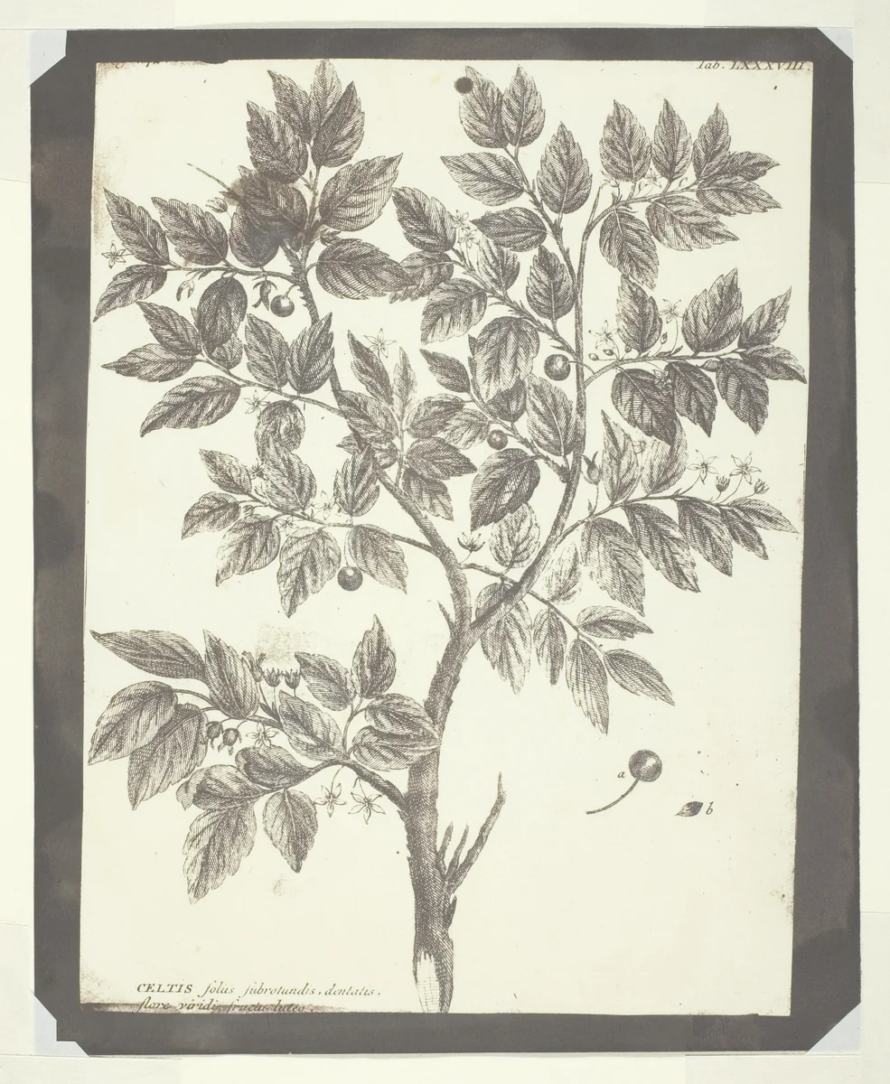 Copy of Botanical Engraving of "Celtis" by William Henry Fox Talbot, photograph, 1840-1845