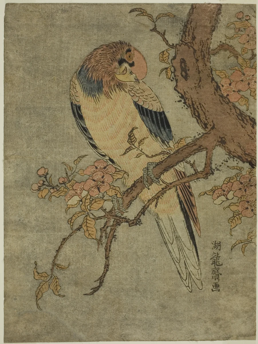 Parrot on Quince Tree by Isoda Koryusai, print, 1765-1775