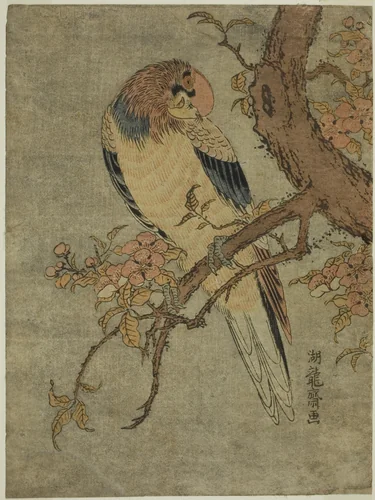 Parrot on Quince Tree by Isoda Koryusai, print, 1765-1775